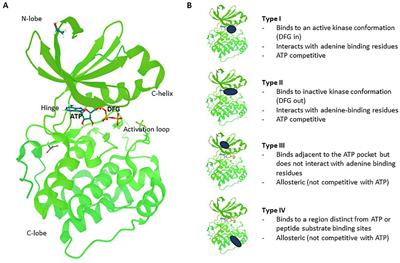 Clinically Precedented Protein Kinases: Rationale for Their Use in Neurodegenerative Disease